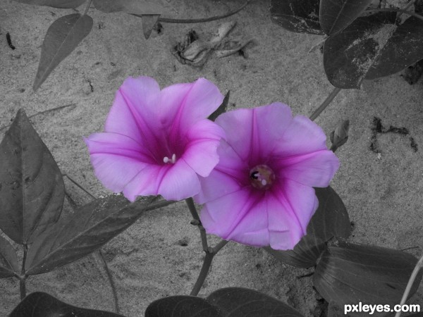 Pink Beach Flowers